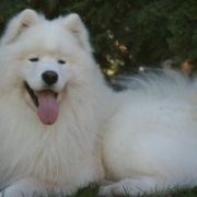 Smiling Snowball MOUNT FUJI 4