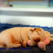 SNOW-FLURRY Source of Happiness FCI