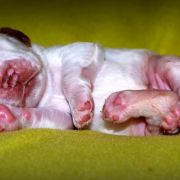 SNOW-FLURRY Source of Happiness FCI 2