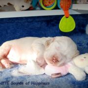 SNOW WHITE Source of Happiness FCI