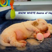 SNOW WHITE Source of Happiness FCI 2