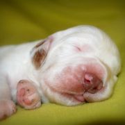 SNOW WOLF Source of Happiness FCI