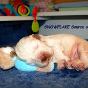 SNOW WOLF Source of Happiness FCI 2