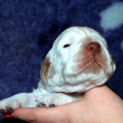 SNOWFLAKE Source of Happiness FCI