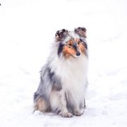 SOMETHING ABOUT CRAZY GIRL Asketila