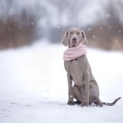 South Dog's Cartel DESIREE