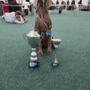 South Dog's Cartel DESIREE