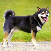 SOUUN NO KUROMARU GO ASHIKAGA SOUUNSOU 3