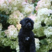 Special Vero Claircreek Call Me Adorable