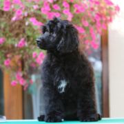 Special Vero Claircreek Call Me Adorable