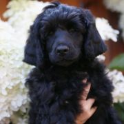 Special Vero Claircreek Call Me Boss