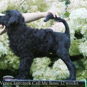 Special Vero Claircreek Call Me Boss