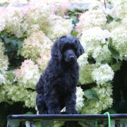 Special Vero Claircreek Call Me Boss