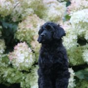 Special Vero Claircreek Call Me Cute