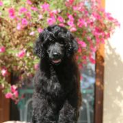 Special Vero Claircreek Call Me Cute