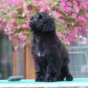 Special Vero Claircreek Call Me Fabulous