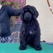 Special Vero Claircreek Call Me Fabulous