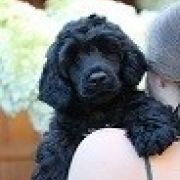 Special Vero Claircreek Call Me Fabulous