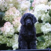 Special Vero Claircreek Call Me Handsome