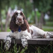 Springberryhills Beamish angel
