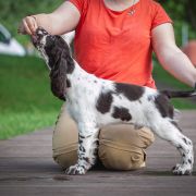 Springberryhills Beamish angel