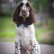 Springberryhills Beamish angel