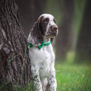 Springberryhills Bear Magic