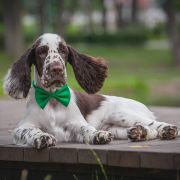 Springberryhills Bear Magic