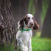 Springberryhills Bear Magic