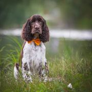 Springberryhills Braun elf