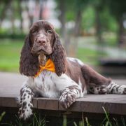 Springberryhills Braun elf