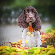 Springberryhills Braun elf