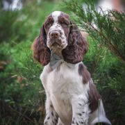 Springberryhills Butterfly Sunny