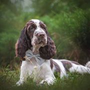 Springberryhills Butterfly Sunny