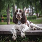 Springberryhills Butterfly Sunny