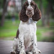 Springberryhills Butterfly Sunny