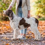 Stannamore PALAZZO DUCALE 