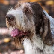 Stannamore PALAZZO DUCALE 