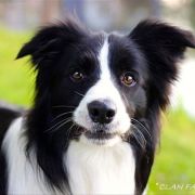 STARLIGHT IN SAN MARINO Clan Fair Play