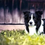 STARLIGHT IN SAN MARINO Clan Fair Play 4