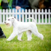 Star's of White Night VERITA Grand Ch.Ch.