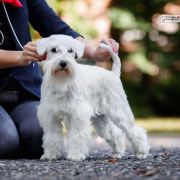 Star's of White Night VERITA Grand Ch.Ch. 2