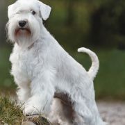 Star's of White Night VERITA Grand Ch.Ch. 4