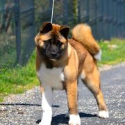  Stecal's JUST DIVINE 2