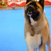  Stecal's JUST DIVINE 3