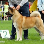  Stecal's JUST DIVINE 4