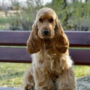 Stella Vespertina BRILLANTE BABETT