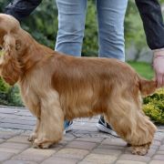 Stella Vespertina BRILLANTE BABETT 2