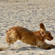 Stella Vespertina BRILLANTE BABETT 3