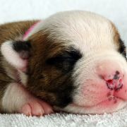 INCREDIBLE HAPPINESS Child of Love